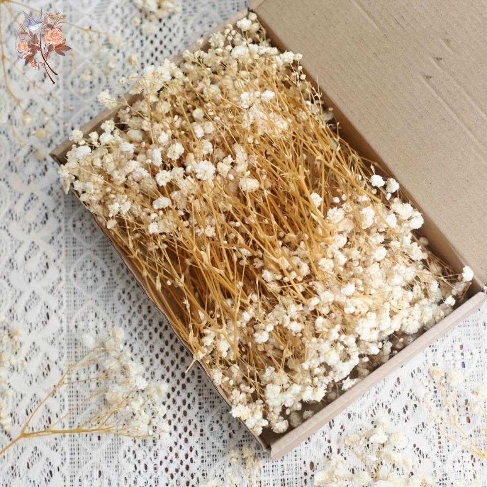 100pcs Bunga Baby's Breath Ker - Craft Embellishment ulasan dan harga